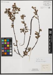 Foto von Salix L.